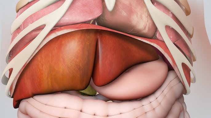 Diyafram Fıtığı (Hiatal Herni)